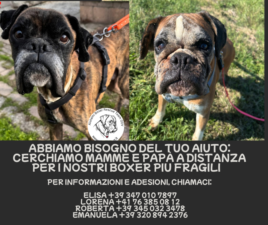 🌸 Vuoi diventare una mamma (o un papà!) a distanza? 🐶💕