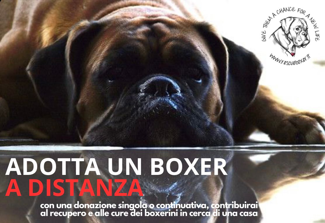 Adozione a distanza!