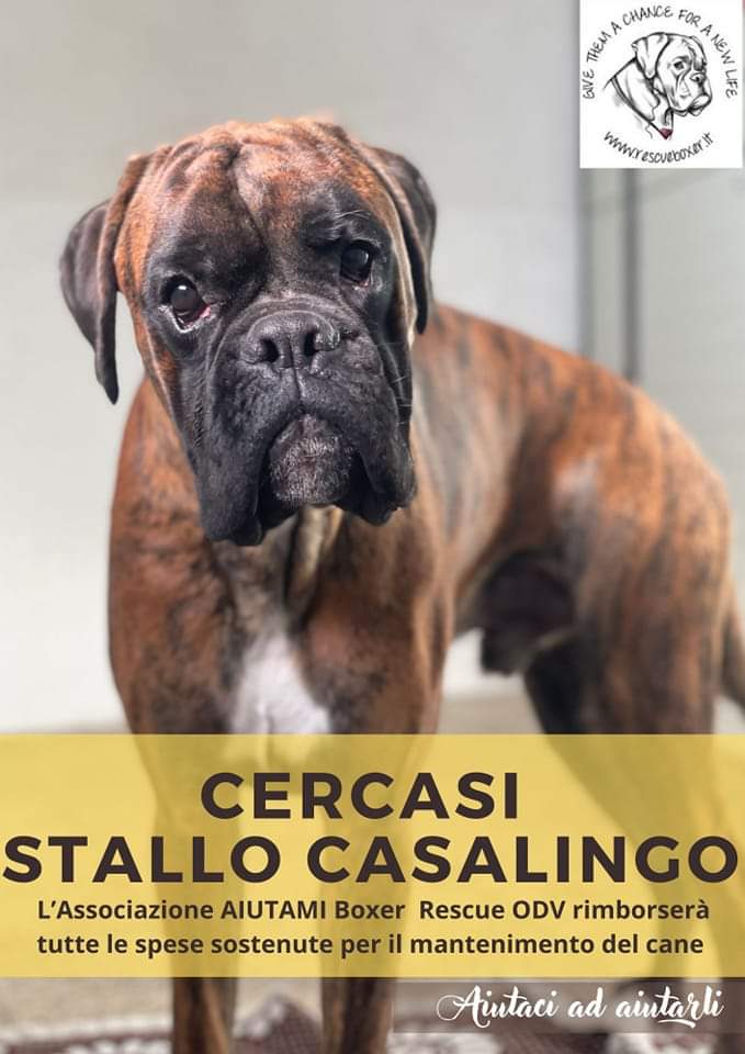 📌Cerchiamo Stalli