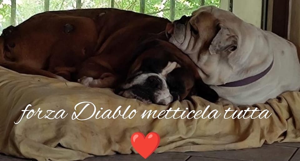 Diablo ….. il nostro guerriero