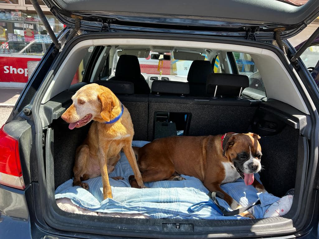 Nuovi arrivi al Rescue!