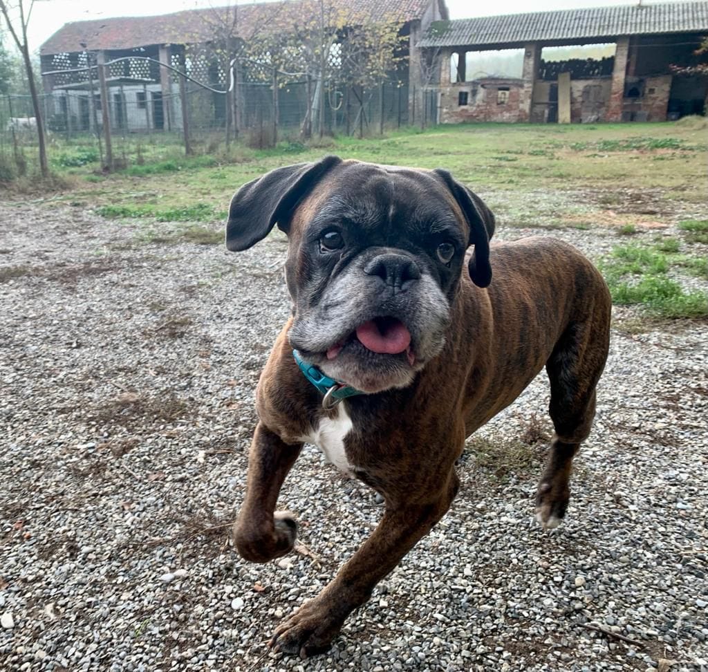 Un’adozione del cuore per Darko ❤️🐾