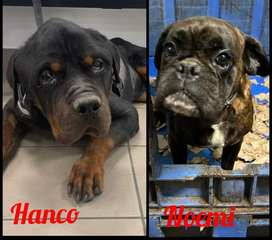 Raccolta fondi di Aiutami Boxer Rescue ODV per HANCO e NOEMI