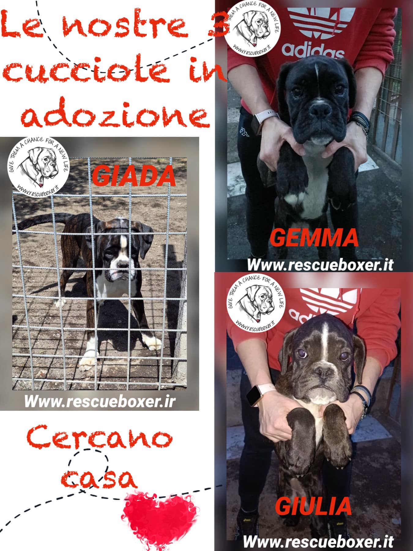 Prossimi arrivi al Rescue … Giada, Giulia e Gemma –