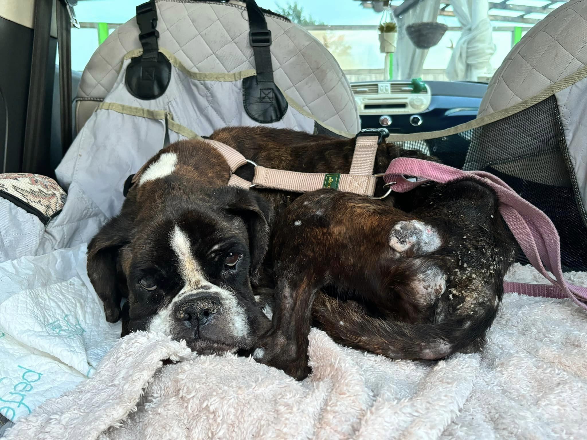 Sandra un’anima fragile al Rescue ❤️