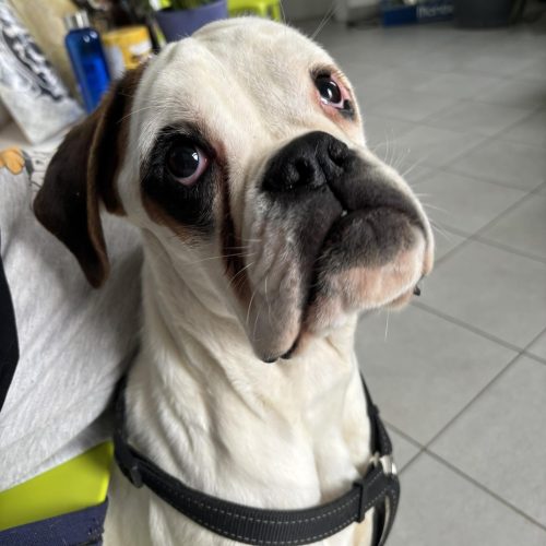 Home Rescue Boxer - Aiutami Boxer Rescue Team ODV