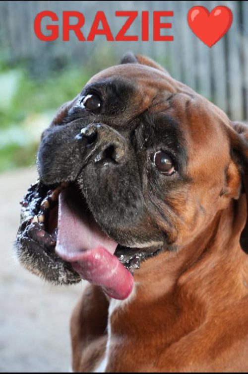 Cuori uniti per loro: la forza del nostro Rescue