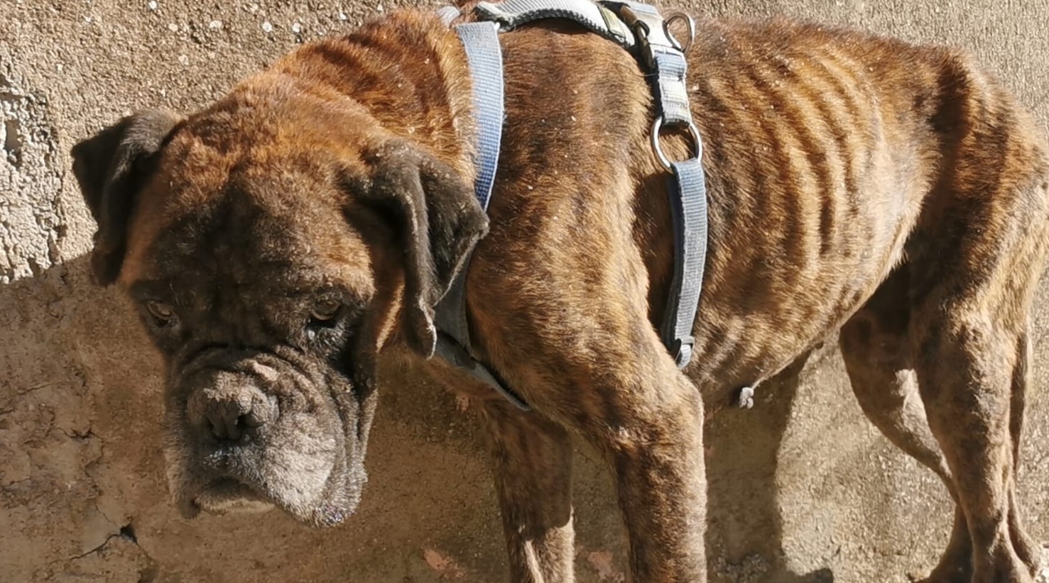 DALLA STRADA AD UNA NUOVA VITA: Aiutaci a curare BLUE