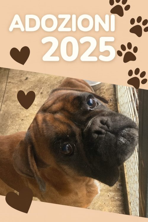 ✨ 2025: un anno di code che scodinzolano e cuori che si incontrano ✨