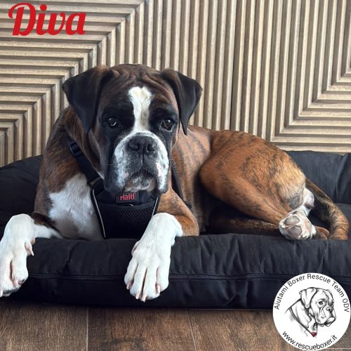 WhatsApp Image 2026-03-31 at 17.50.39