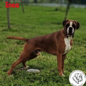 Enea