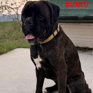 Romeo